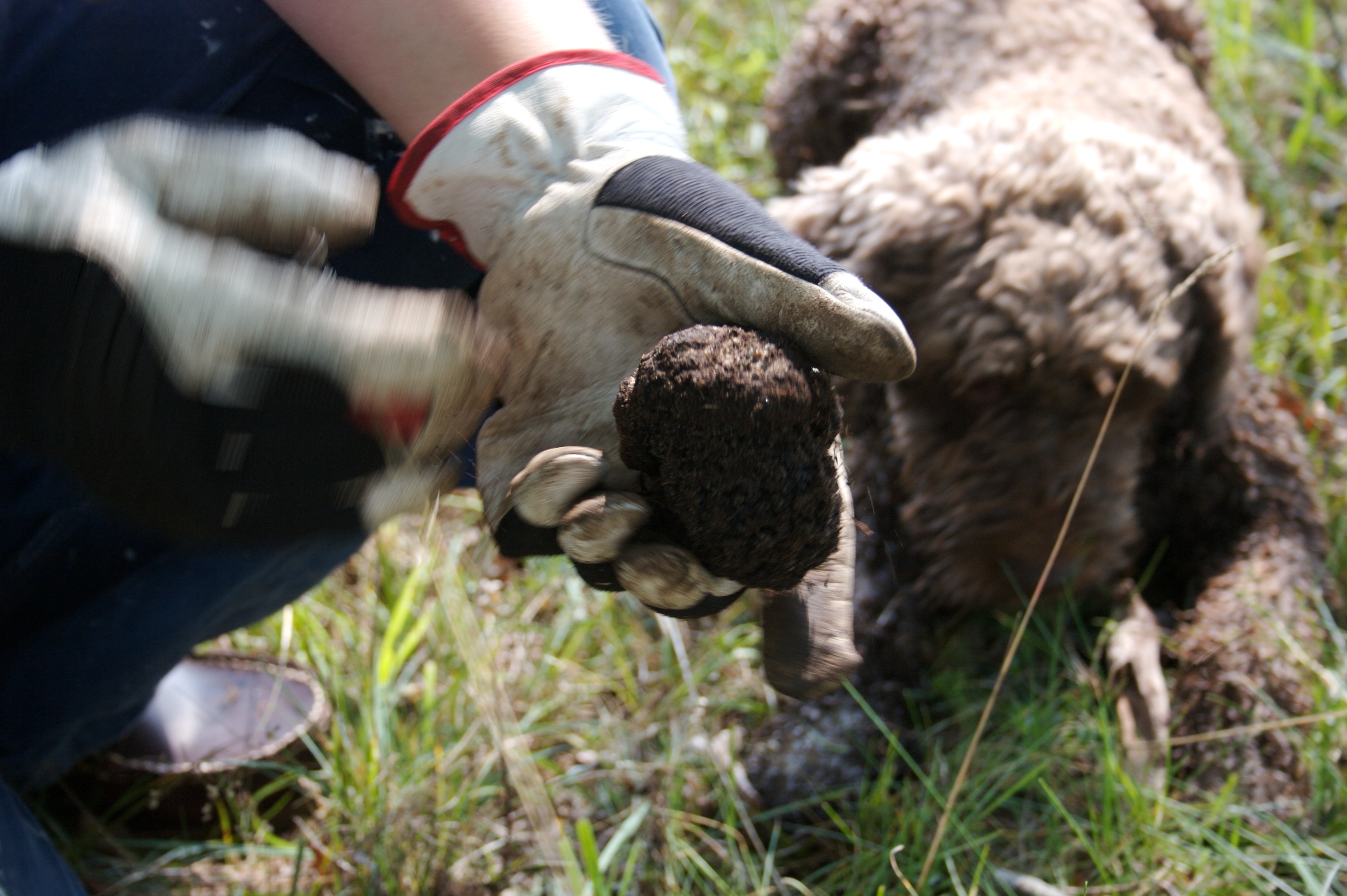 truffles